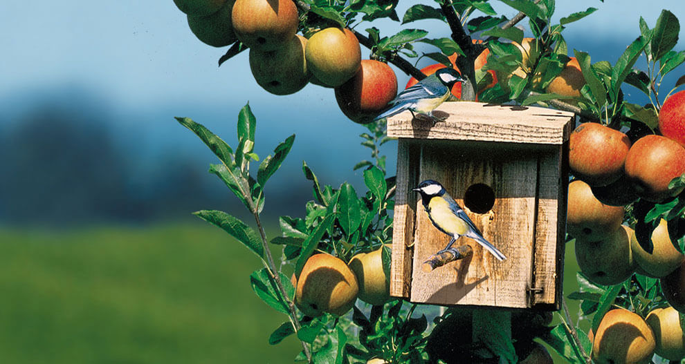 A birdhouse perched on a tree laden with ripe apples, with two birds nearby.