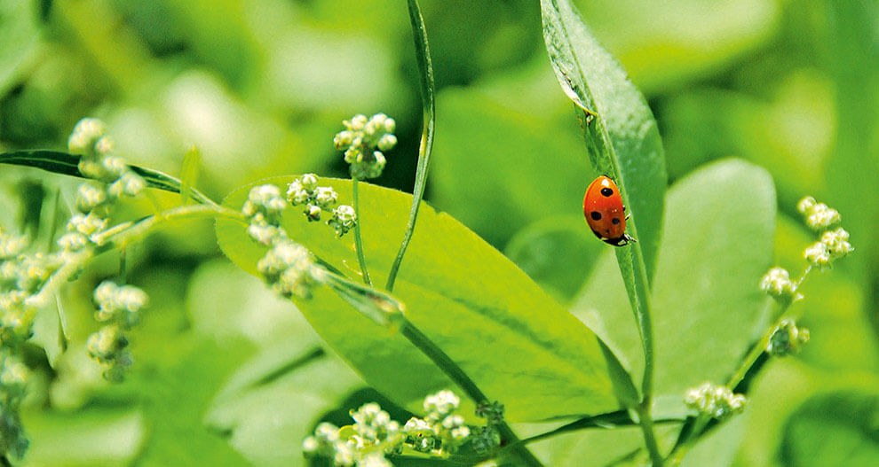 A ladybug perches on a green leaf amidst white flowers.
