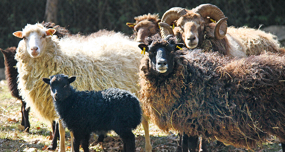 A group of sheep and a ram, with varying coat colors and conditions, stand together in a grassy area with trees in the background.