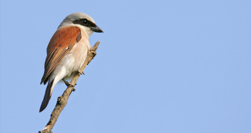 A bird perches on a slender branch against a clear blue sky.