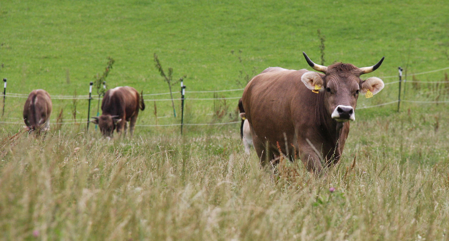 A brown cow with horns stands prominently in a grassy field, with other cows grazing in the background.