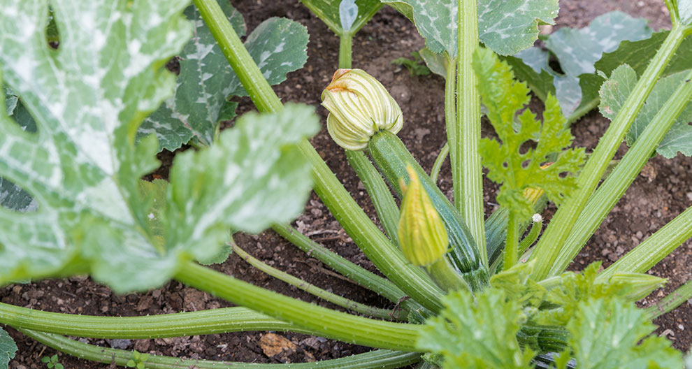 A close-up view of a young zucchini plant with a budding flower, surrounded by green leaves and stems.