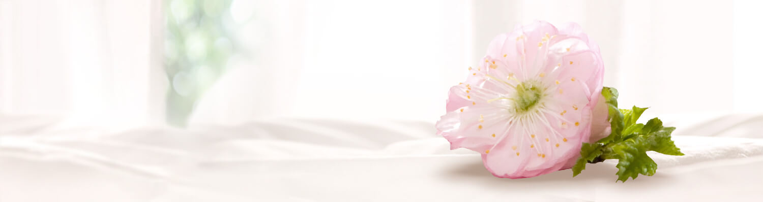 A pink flower with yellow stamens and green leaves is placed on a white surface, with a blurred background of a window and curtains.