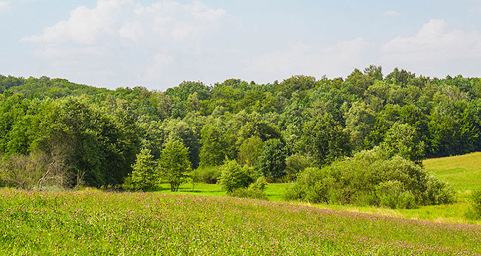 Lush green meadow with scattered trees, under a clear blue sky.
