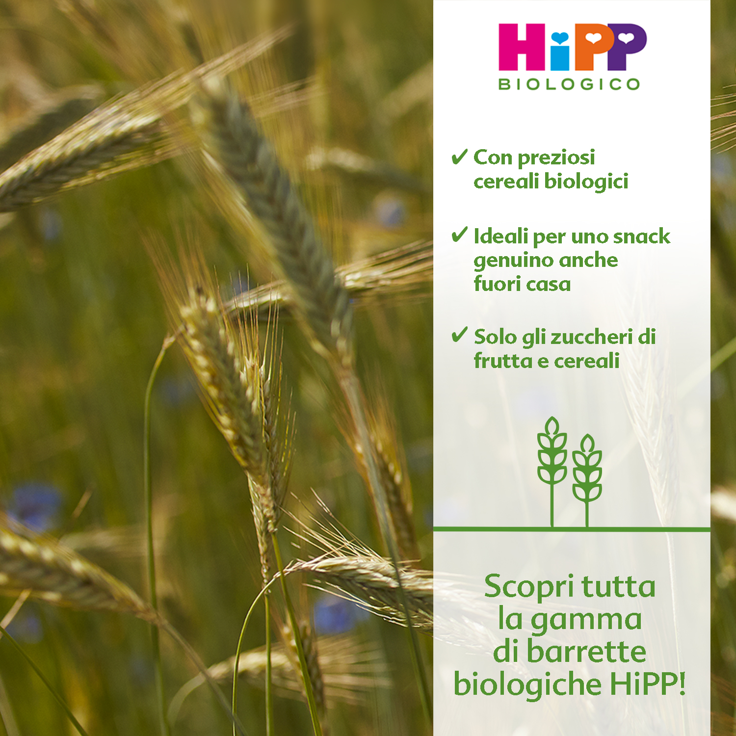 Primo piano di steli di grano verdi con uno striscione bianco sulla destra che riporta il logo 