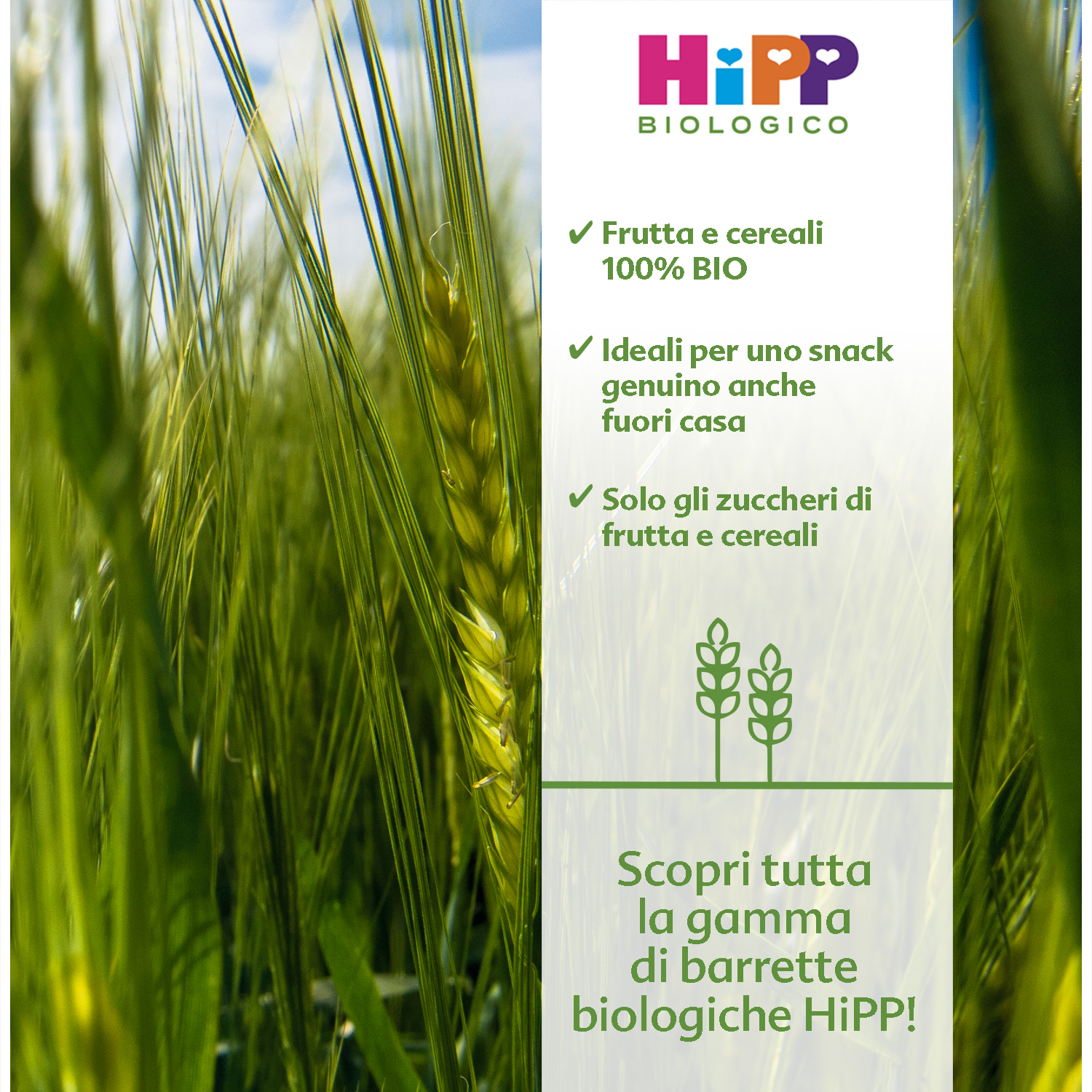 Primo piano di steli di grano verdi con uno striscione bianco sulla destra che riporta il logo 