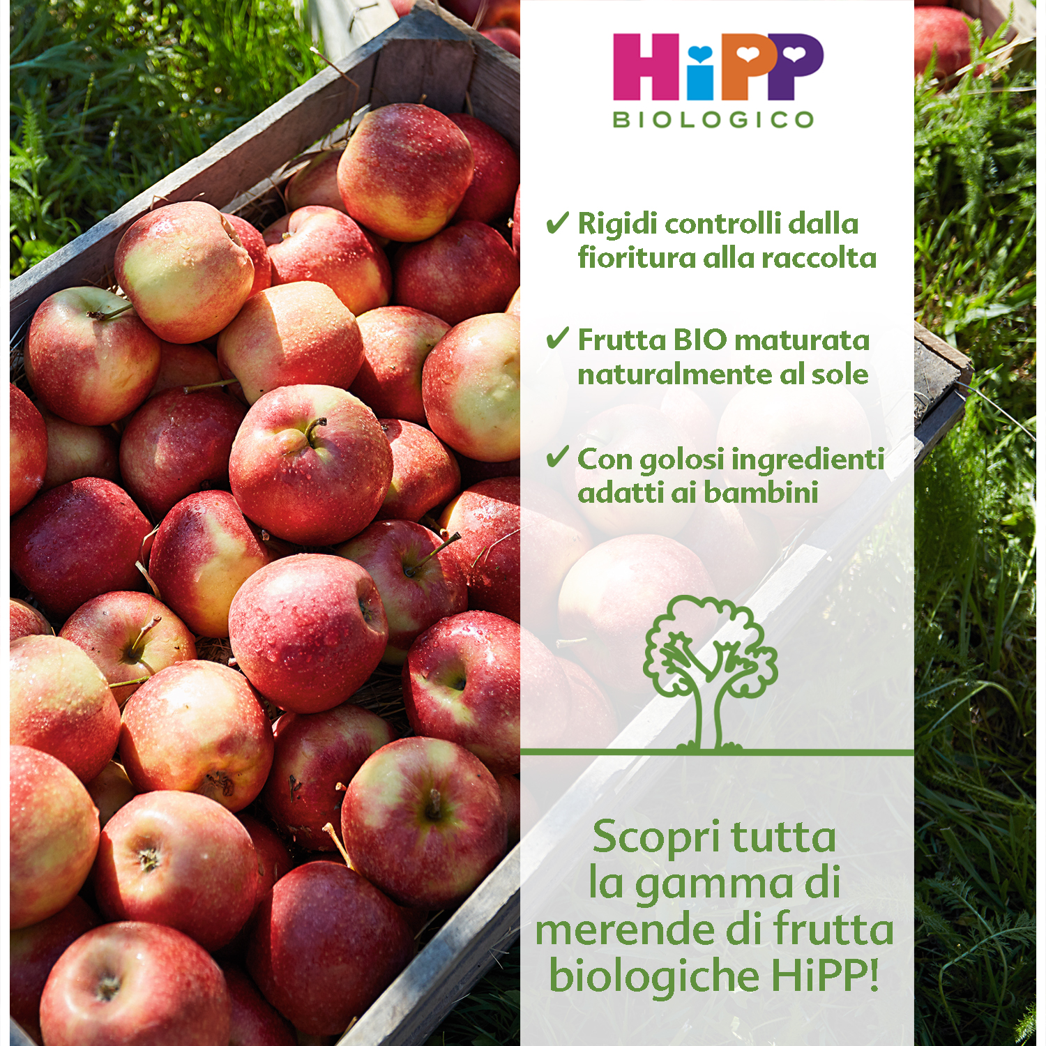 Una cassa di legno piena di mele rosse è posizionata sull'erba, con uno striscione bianco sulla destra che mostra il logo e le caratteristiche del marchio HIPP Biologico.