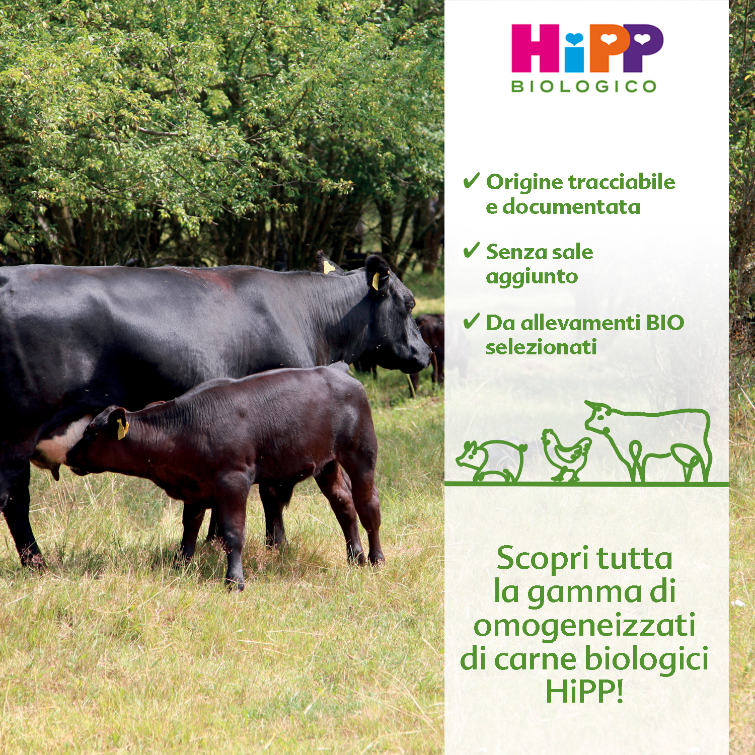 Una mucca e il suo vitello pascolano in un pascolo verde, con uno striscione promozionale di 