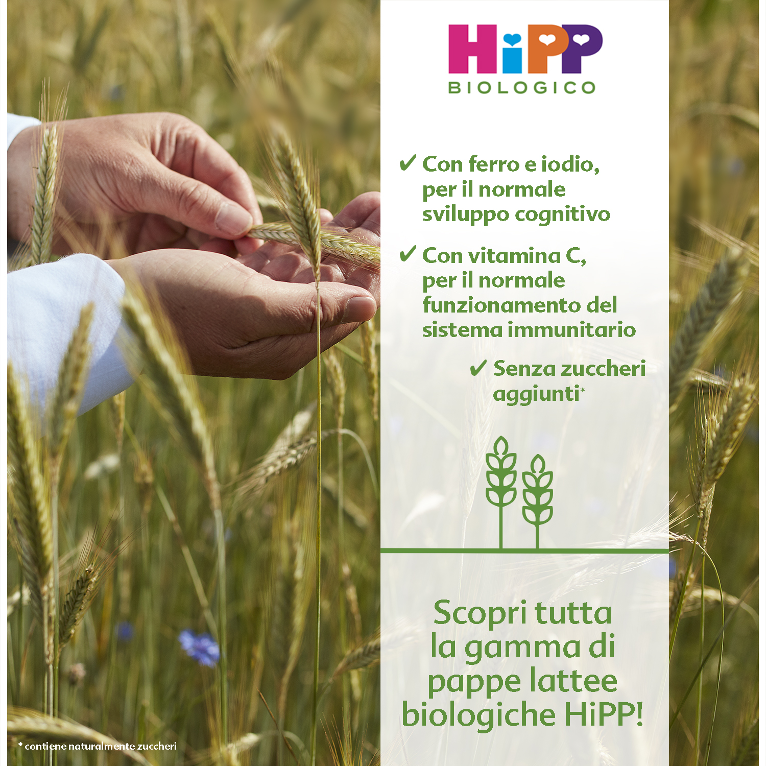 Una mano regge una spiga di grano in un campo, con uno striscione promozionale di Hipp Biologico che elenca i benefici dei suoi prodotti.