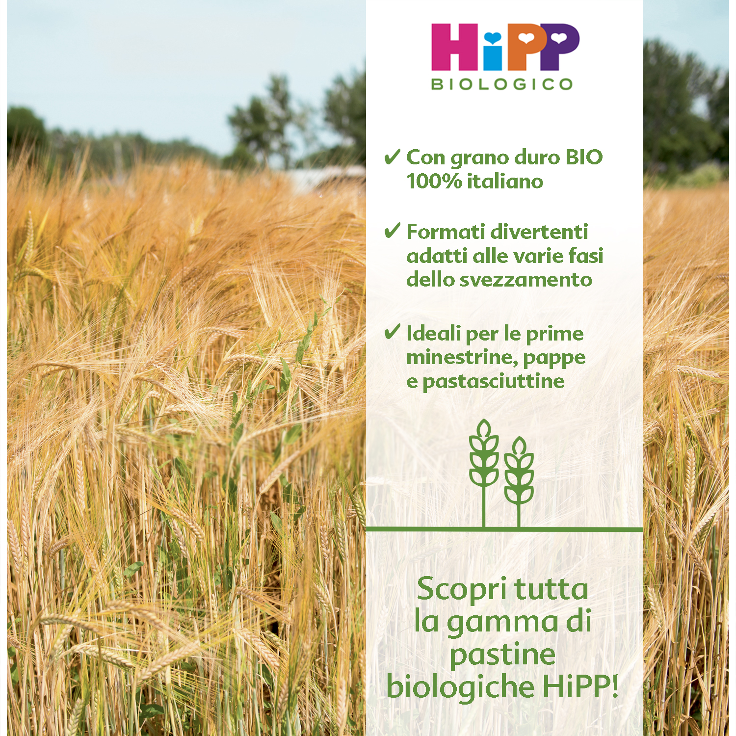 Un campo di grano con uno striscione promozionale per la pasta biologica del marchio 