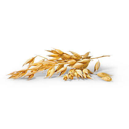Avena