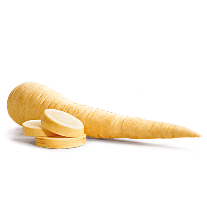 Pastinaca