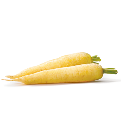 Carota bianca