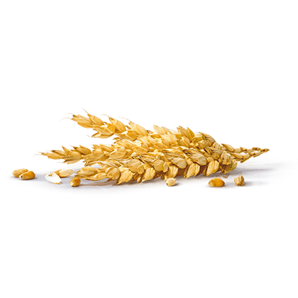 Grano
